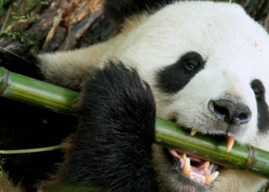 Close-up panda mangia bamboo